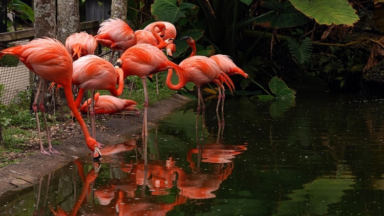 Flamingo-Gardens