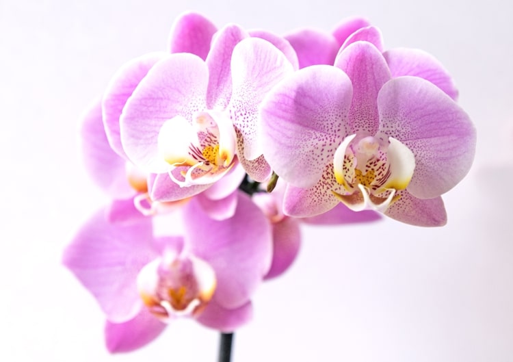 Orchid