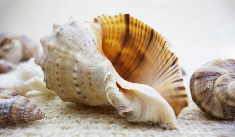 Shell